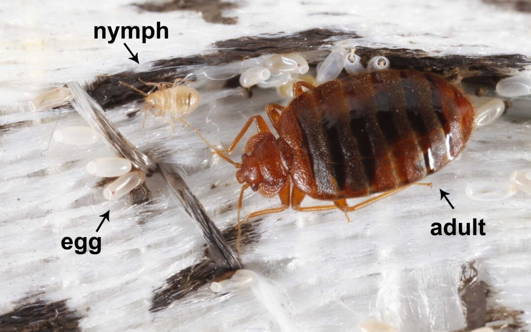 Bed Bug Infestations in Texas