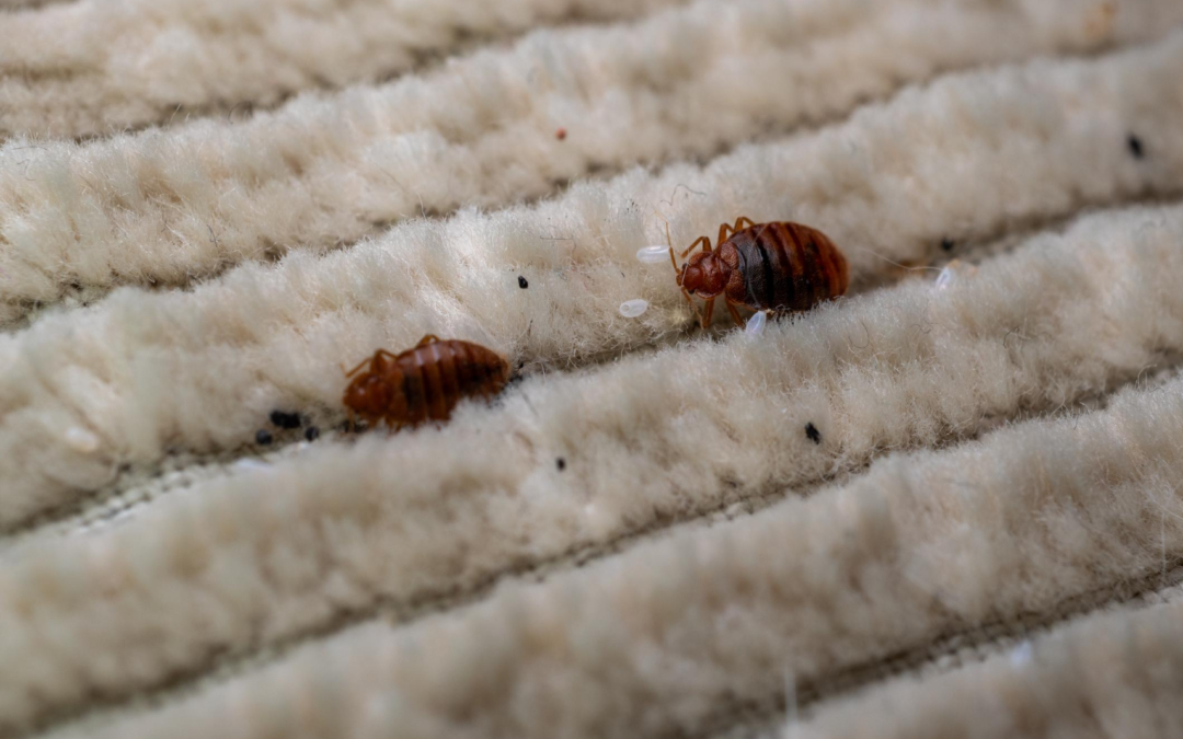 Bed Bug Infestations -7 Critical Claim Mistakes