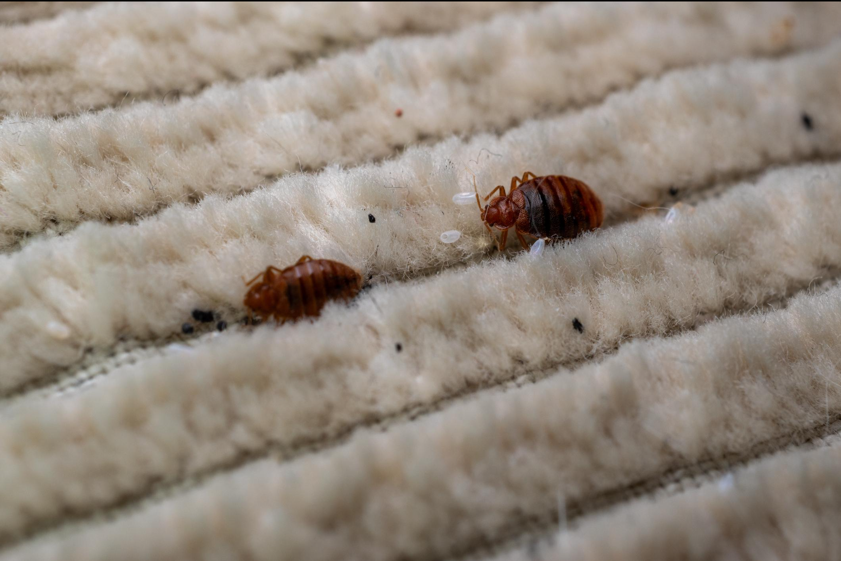 Bed Bug Infestations -7 Critical Claim Mistakes